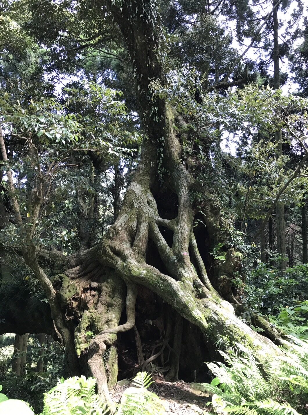 御蔵島の森