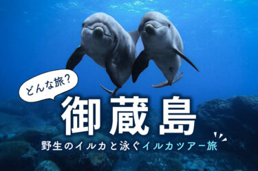 【ドルフィンスイム】御蔵島で野生のイルカと泳ぐイルカツアー旅の流れ！最高過ぎて毎年通ってます。